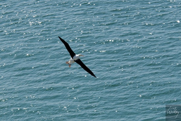 New Zealand 09 10  186